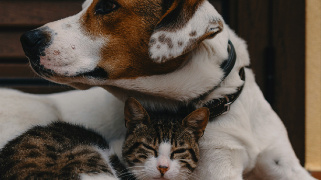Progetto Prevenzione del Randagismo - pets3